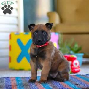 Oakley, Belgian Malinois Puppy